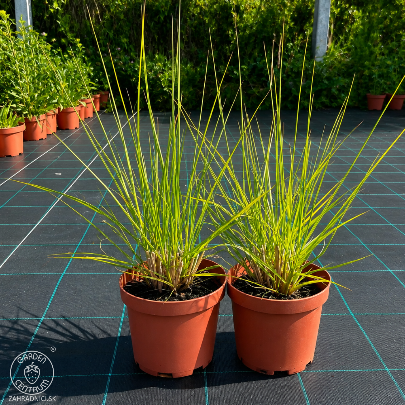 Obrázok Perovec psiarkovitý (Pennisetum alopecuroides) - kont. C2L